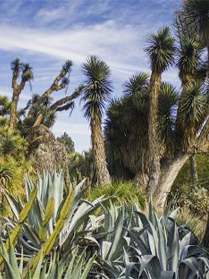 San Diego Botanic Garden